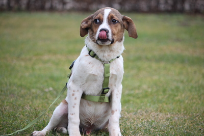 Delino, Mischling Welpen - Rüde