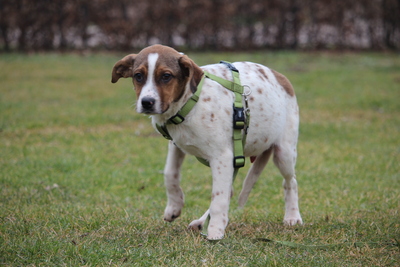 Delino, Mischling Welpen - Rüde