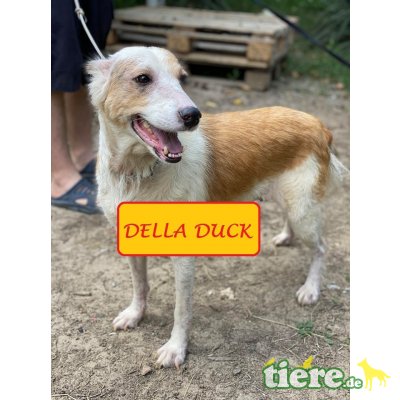 Della Duck, Colliemix - Hündin 1