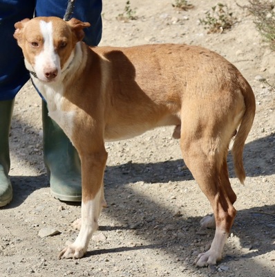 Delta, Podenco Andaluz - Rüde