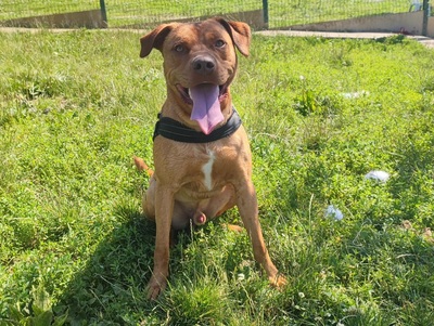 Demeter junger Beauceron-Bracke Mix Rüde sucht, Beauceron-Bracke - Rüde