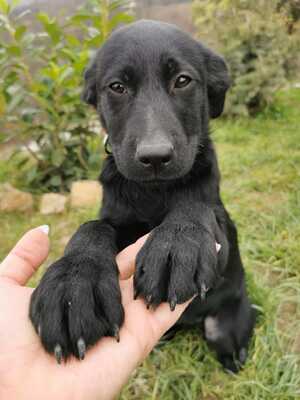 Demony, Mischling Welpen - Hündin