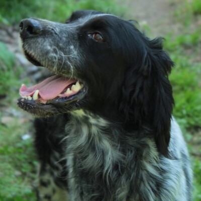 Demy - eine absolut freundliche und elegante Hündin, Engl. Setter-Mischling - Hündin