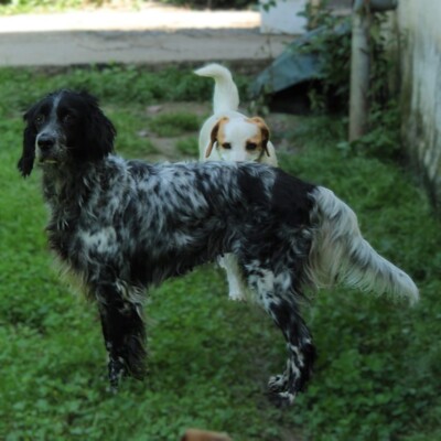 Demy - eine absolut freundliche und elegante Hündin, Engl. Setter-Mischling - Hündin