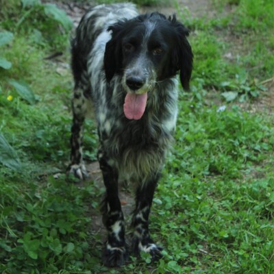 Demy - eine absolut freundliche und elegante Hündin, Engl. Setter-Mischling - Hündin
