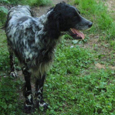 Demy - eine absolut freundliche und elegante Hündin, Engl. Setter-Mischling - Hündin