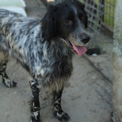 Demy - eine absolut freundliche und elegante Hündin / Reserviert, Engl. Setter-Mischling - Hündin