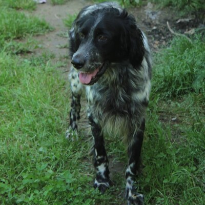Demy - eine absolut freundliche und elegante Hündin / Vorgemerkt, Engl. Setter-Mischling - Hündin