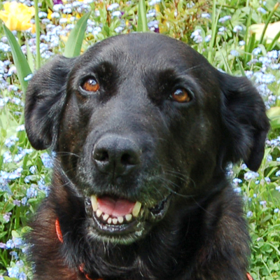 Dena, Labrador-Mix - Hündin