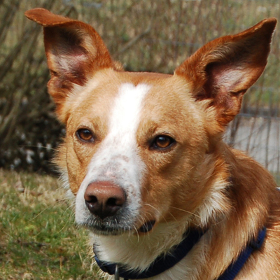 Deni, Mischling - Rüde