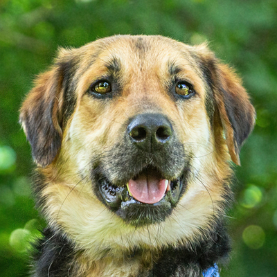 Deno, Schäfer-Mix - Rüde