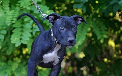 Denver, Mischling Welpen - Rüde