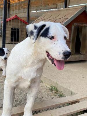 Deny, Mischling - Rüde