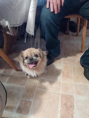 Der kleine Balu sucht noch einmal ein großes Herz., Pekinese - Rüde
