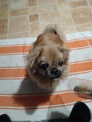 Der kleine Balu sucht noch einmal ein großes Herz., Pekinese - Rüde