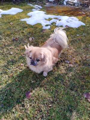 Der kleine Balu sucht noch einmal ein großes Herz., Pekinese - Rüde