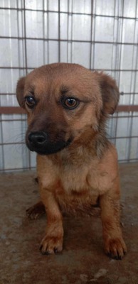 Der kleine Domsi sehnt sich nach lieben Menschen, Mischling - Rüde