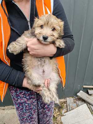 Der kleine Hugo sucht sein Für-Immer-Zuhause, Mischling - Rüde