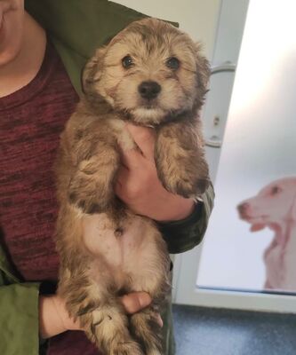Der kleine Hugo sucht sein Für-Immer-Zuhause, Mischling - Rüde