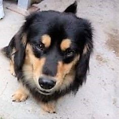 Der lustige Donny ist absolut unkompliziert und ein Glücksgriff für jede Familie, Mischling - Rüde