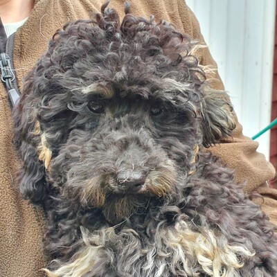 🥰Der süße kleine Doodle Welpe Mailo sucht ein tolles Körbchen bei lieben Menschen 😍, Doodle Welpen - Rüde