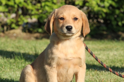 Derino, Mischling Welpen - Rüde