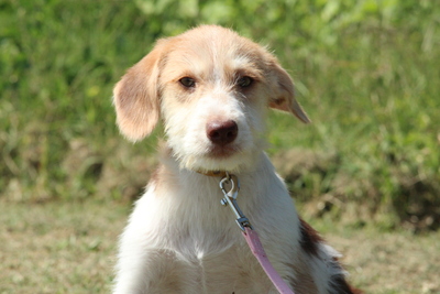 Derino, Mischling Welpen - Rüde