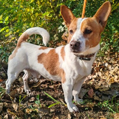 💥Derry  ist ein netter Terrier-Mischling, er ist ein sehr lieber Hund, freundlich, nett und anhänglich 💥