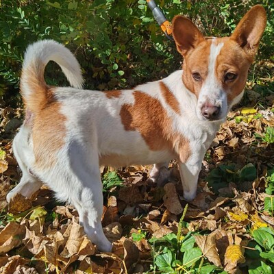 💥Derry ist ein netter Terrier-Mischling, er ist ein sehr lieber Hund, freundlich, nett und anhänglich 💥, Terrier- Mischling - Rüde