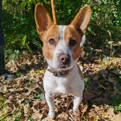 💥Derry ist ein netter Terrier-Mischling, er ist ein sehr lieber Hund, freundlich, nett und anhänglich 💥, Terrier- Mischling - Rüde