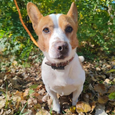 💥Derry ist ein netter Terrier-Mischling, er ist ein sehr lieber Hund, freundlich, nett und anhänglich 💥, Terrier- Mischling - Rüde