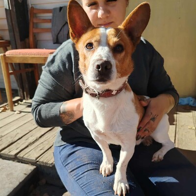 💥Derry ist ein netter Terrier-Mischling, er ist ein sehr lieber Hund, freundlich, nett und anhänglich 💥, Terrier- Mischling - Rüde