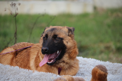 Desina, Mischling Welpen - Rüde