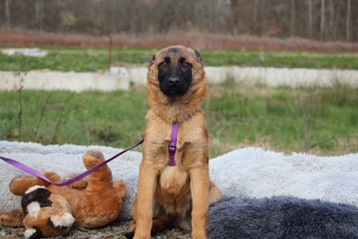 Desina, Mischling Welpen - Rüde