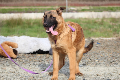 Desina, Mischling Welpen - Rüde