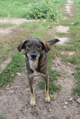 Destino, Mischling - Rüde