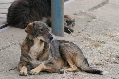 Destino, Mischling - Rüde