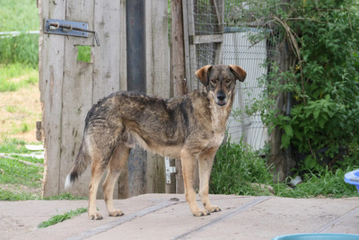 Destino, Mischling - Rüde