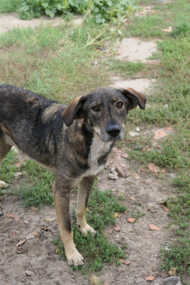 Destino, Mischling - Rüde