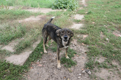 Destino, Mischling - Rüde