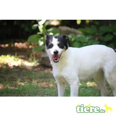 Destiny, Jack Russel Mischling - Hündin