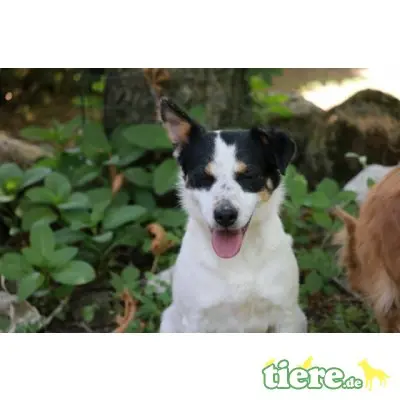 Destiny, Jack Russel Mischling - Hündin
