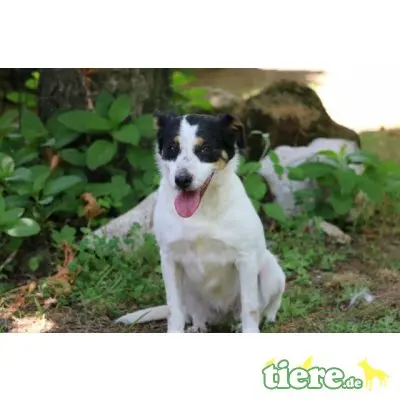 Destiny, Jack Russel Mischling - Hündin