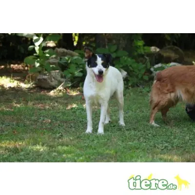 Destiny, Jack Russel Mischling - Hündin