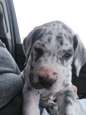 Deutsche Dogge Welpen - Hündin