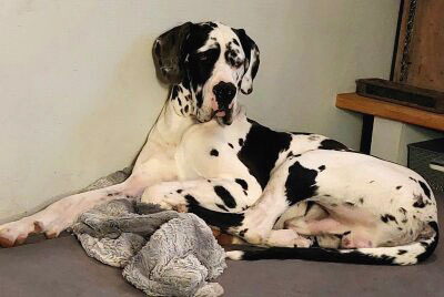 Deutsche Dogge Welpen - Hündin