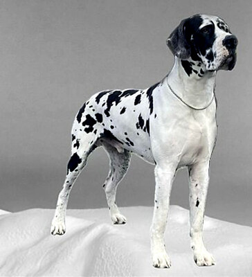 Deutsche Dogge Welpen - Hündin