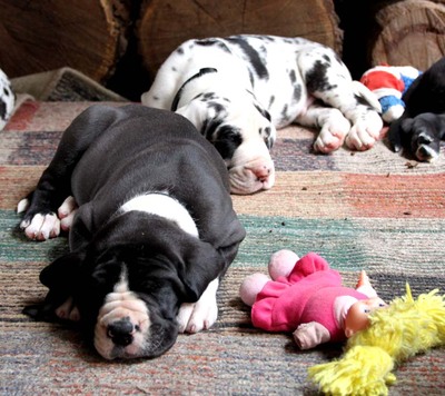 Deutsche Dogge Welpen - Hündin