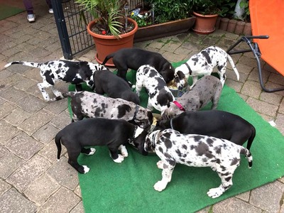 Deutsche Dogge Welpen - Hündin