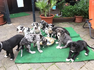 Deutsche Dogge Welpen - Hündin